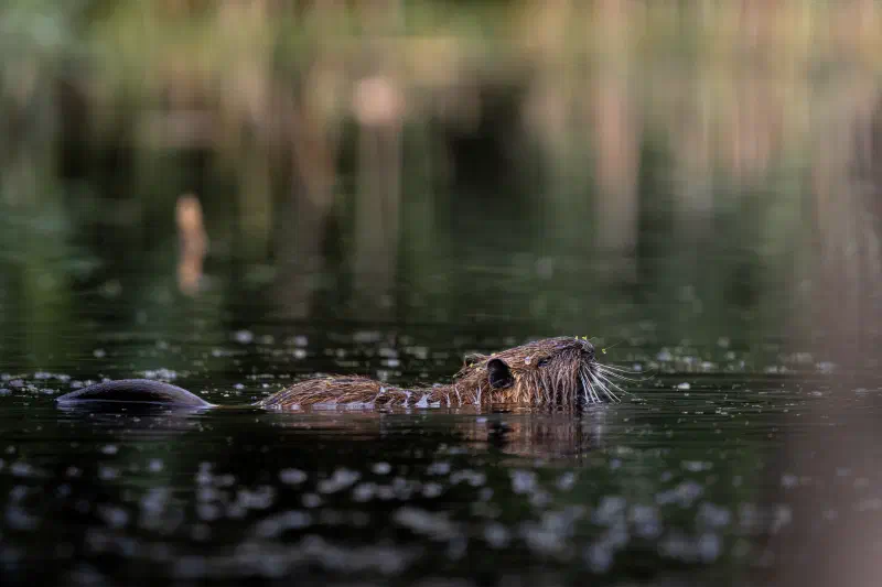 Bisam (Ondatra zibethicus)