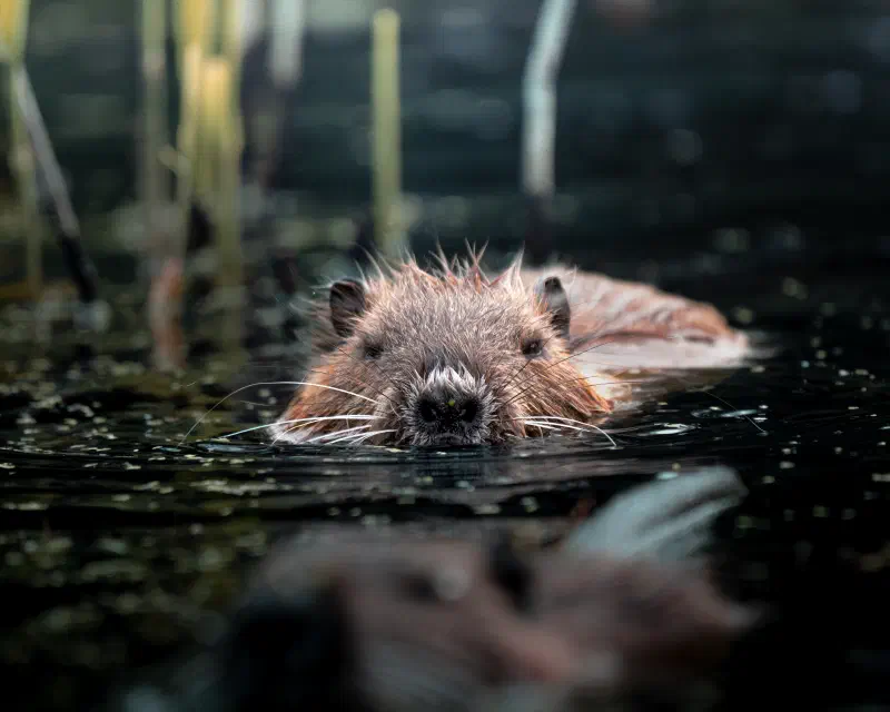 Bisamratte (Ondatra zibethicus)