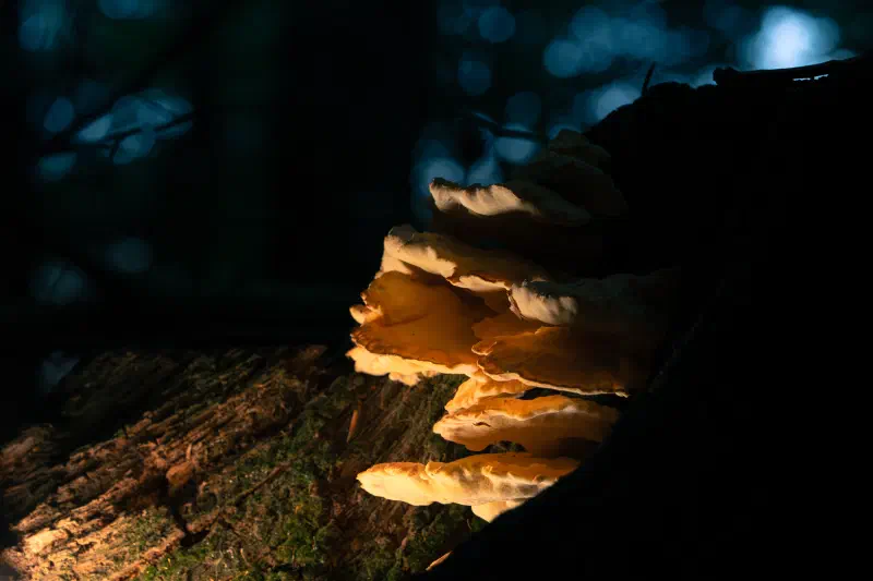 Schwefelporling (Laetiporus sulphureus)