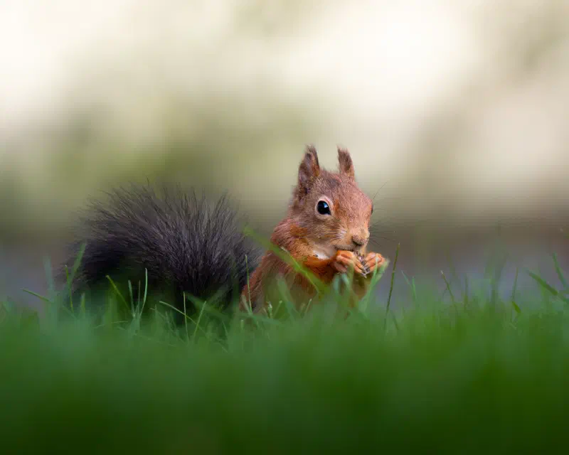 Eurasisches Eichhörnchen (Sciurus vulgaris)