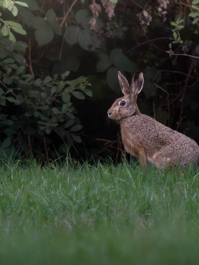 Feldhase (Lepus europaeus)