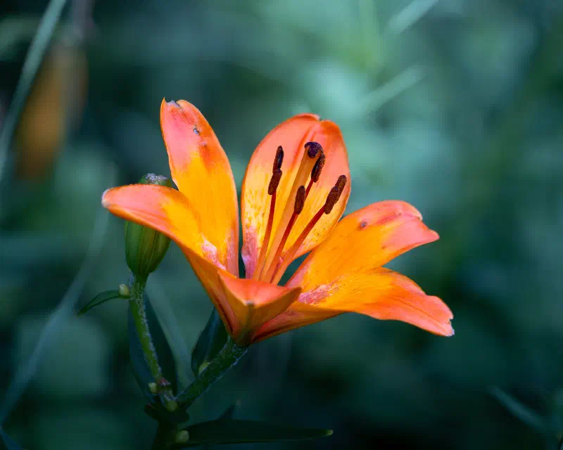 Feuerlilie (Lilium bulbiferum)