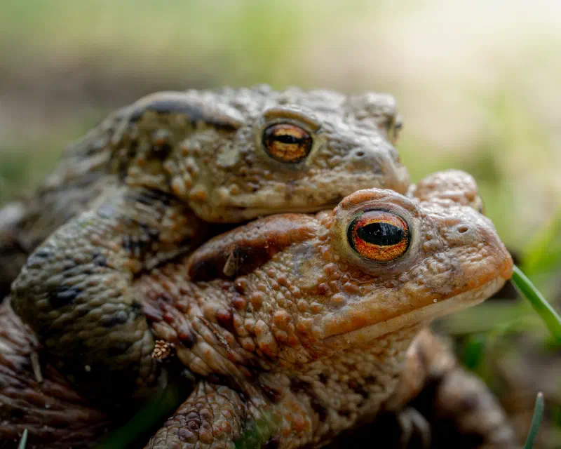Erdkröte (Bufo bufo)