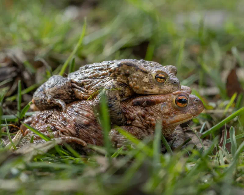 Erdkröte (Bufo bufo)