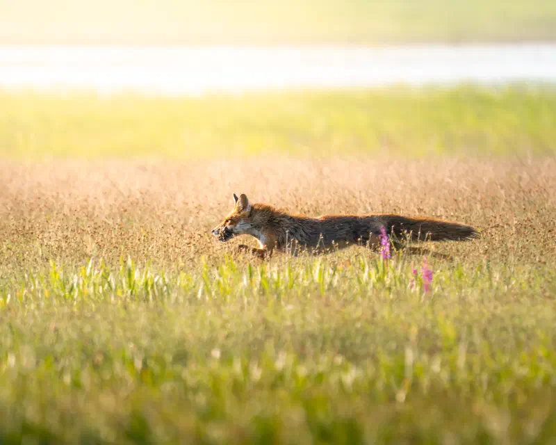 Rotfuchs (Vulpes vulpes)