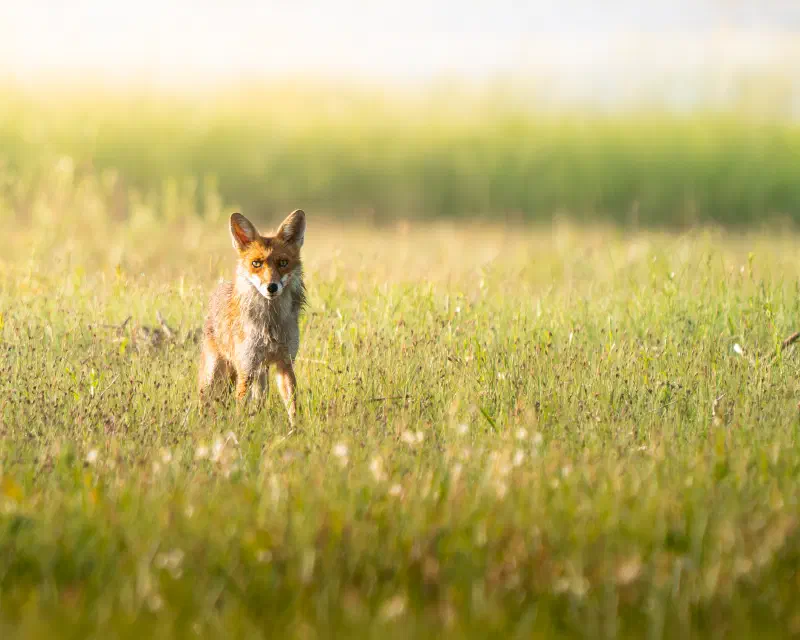 Rotfuchs (Vulpes vulpes)