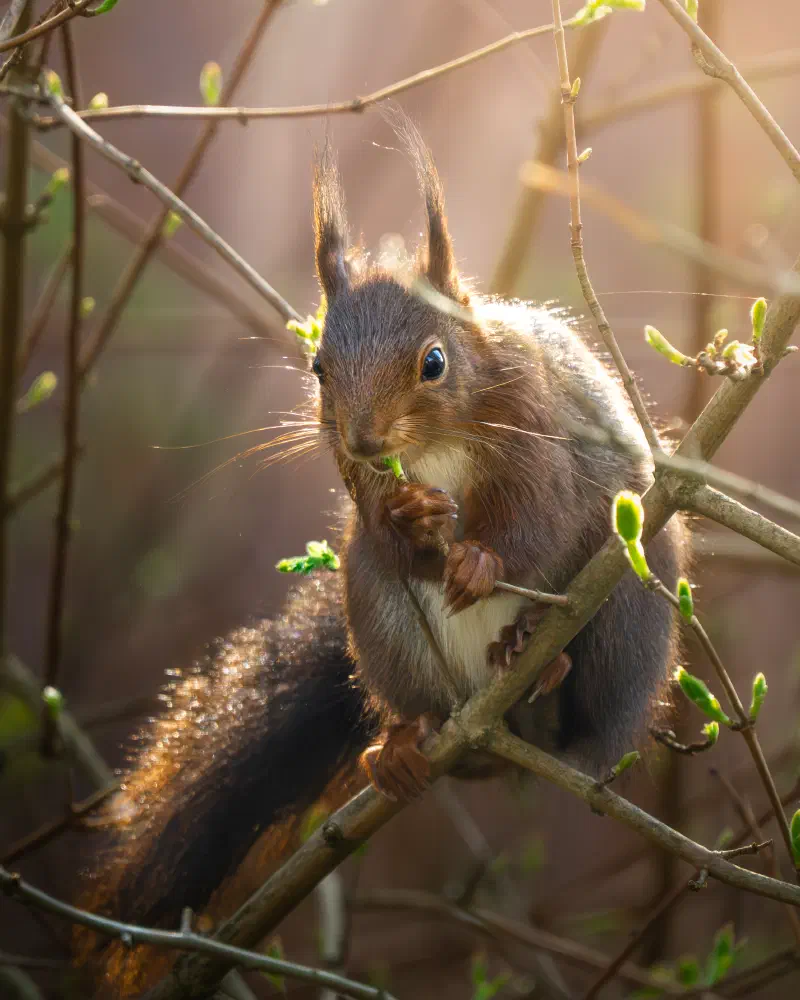 Eurasisches Eichhörnchen (Sciurus vulgaris)