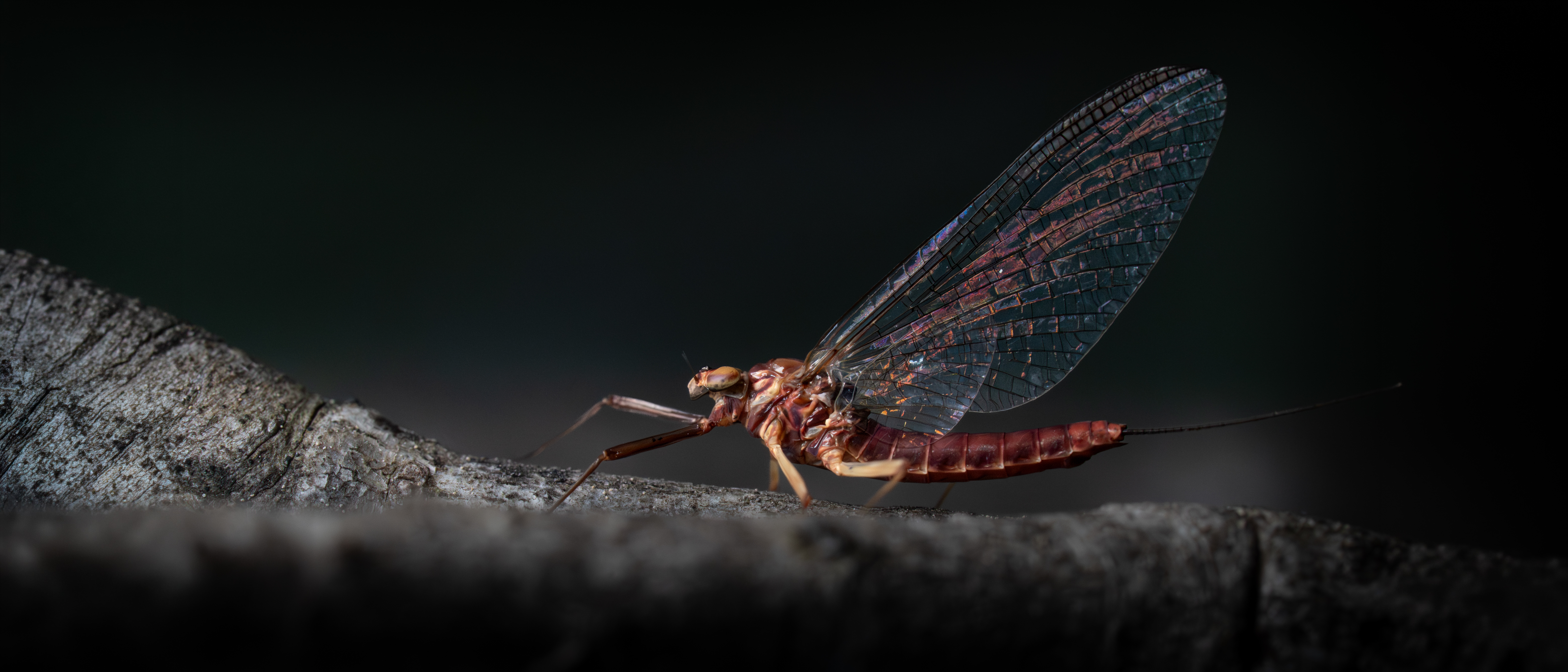 Eintagsfliege