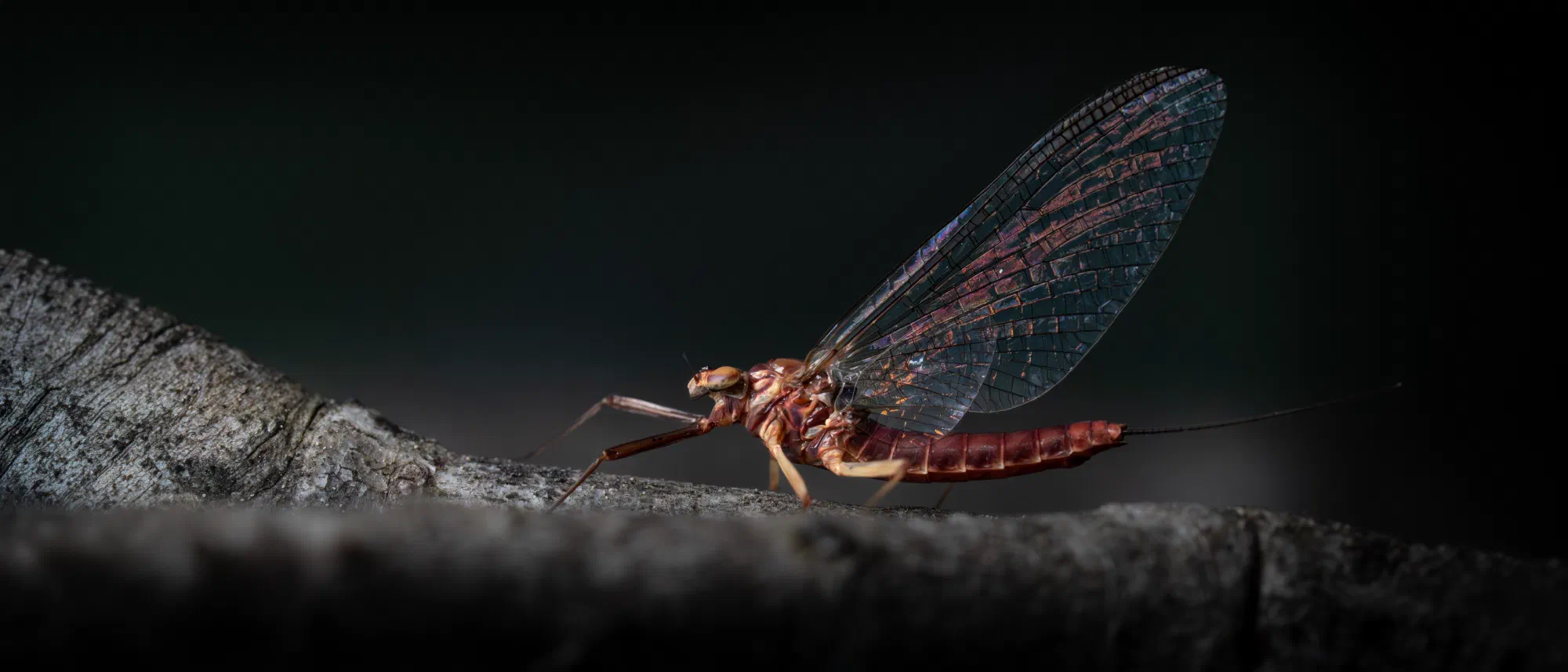 Eintagsfliege
