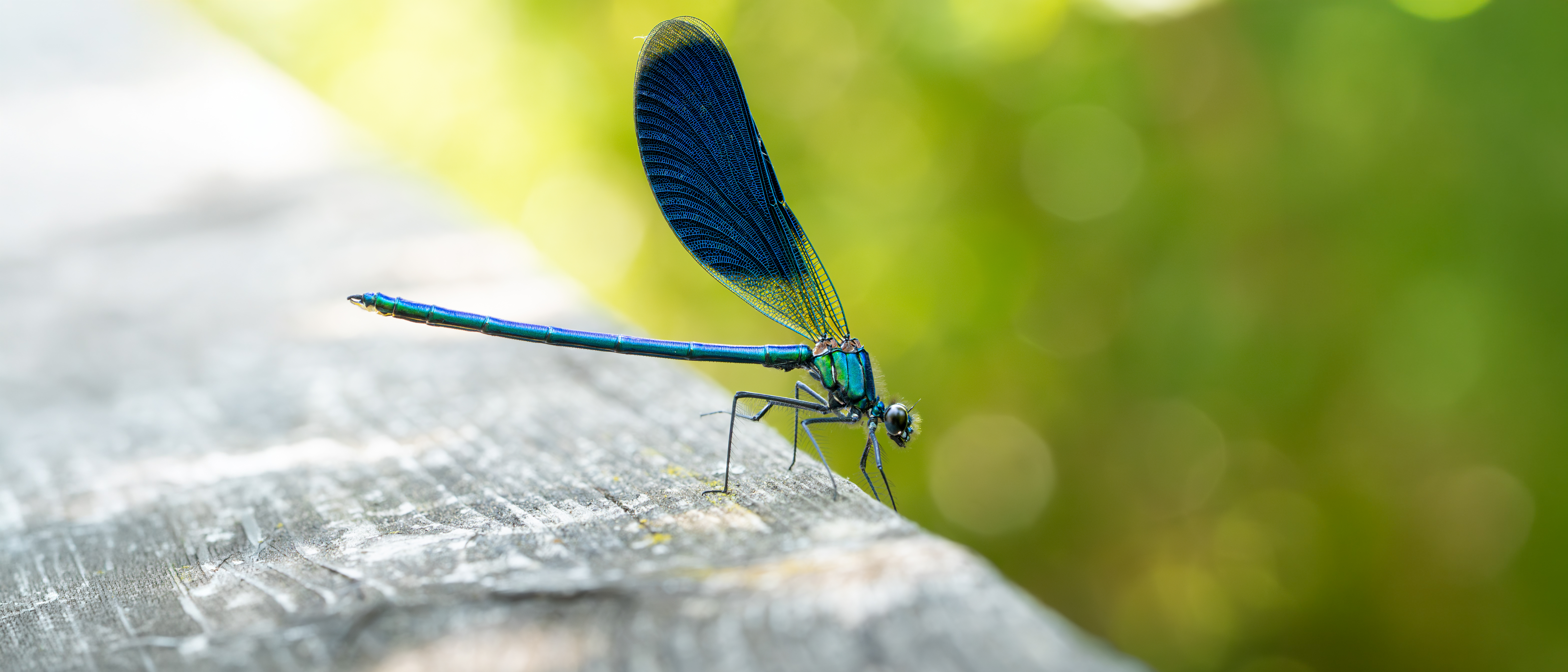 Libelle