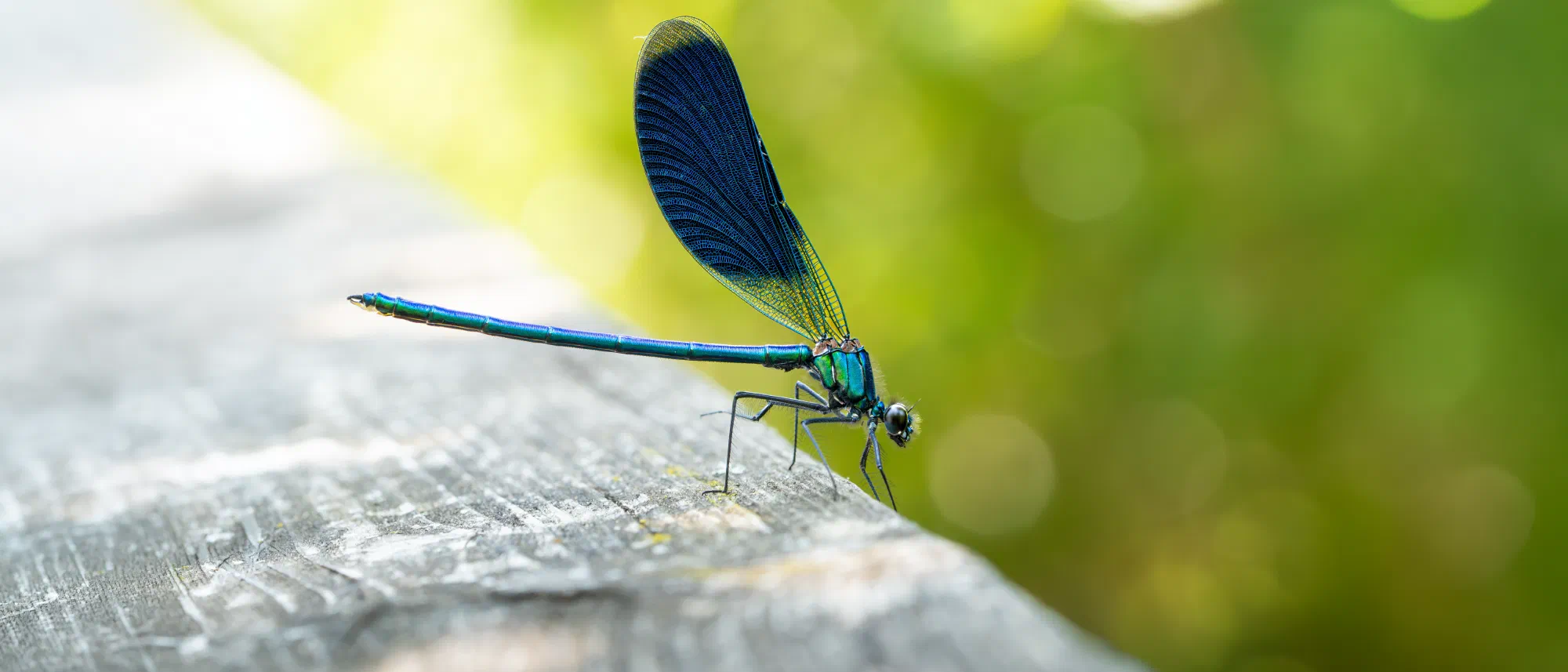 Libelle