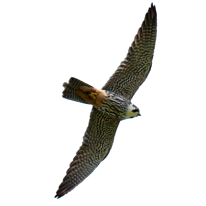 Fliegender Vogel
