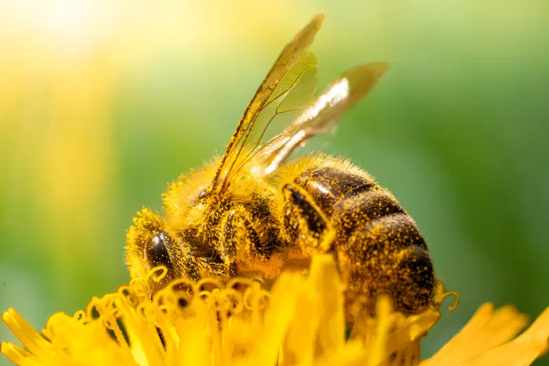 Honigbiene (Apis mellifera)
