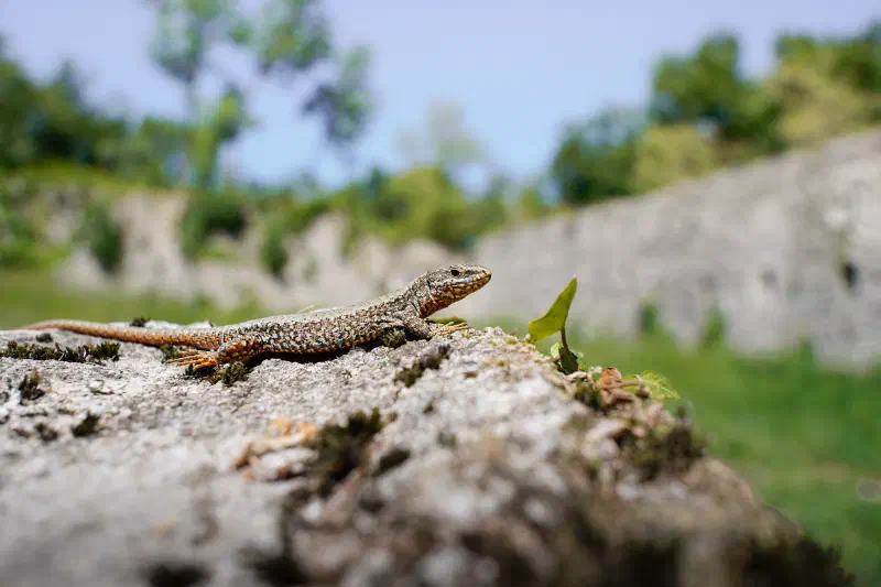 Mauereidechse (Podarcis muralis)