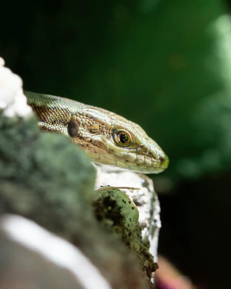Vermutlich Waldeidechse (Zootoca vivipara)