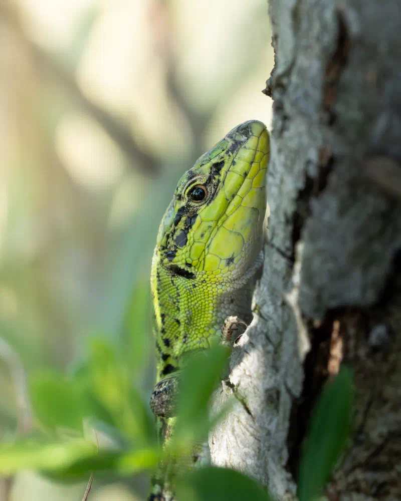 Ruineneidechse (Podarcis siculus)