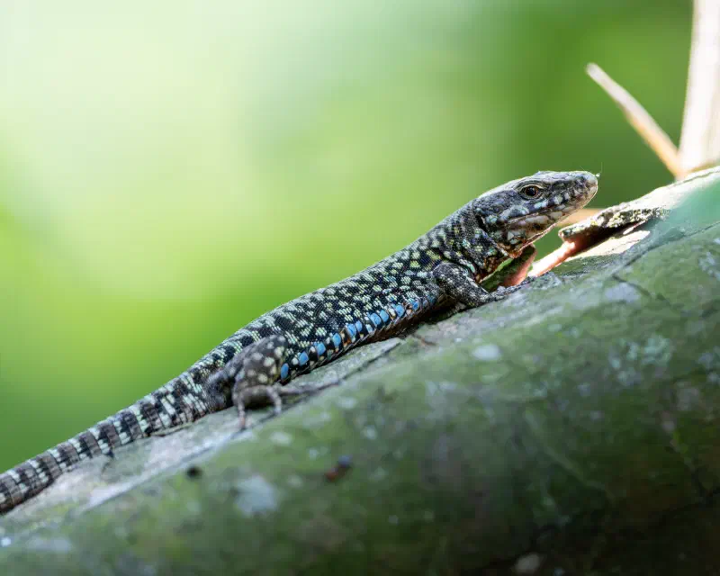 Mauereidechse (Podarcis muralis)