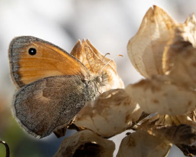 Kleines Wiesenvögelchen (Coenonympha pamphilus)