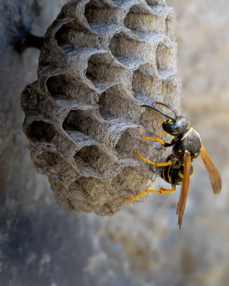 Berg-Feldwespe (Polistes biglumis)