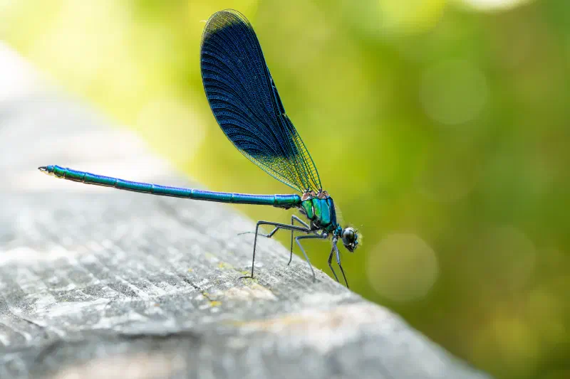 Gebänderte Prachtlibelle (Calopteryx splendens)
