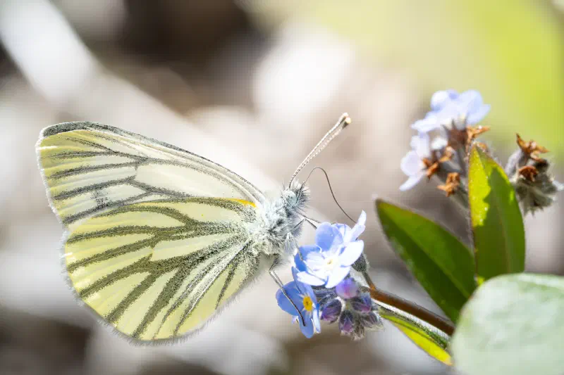 Grünader-Weißling (Pieris napi)