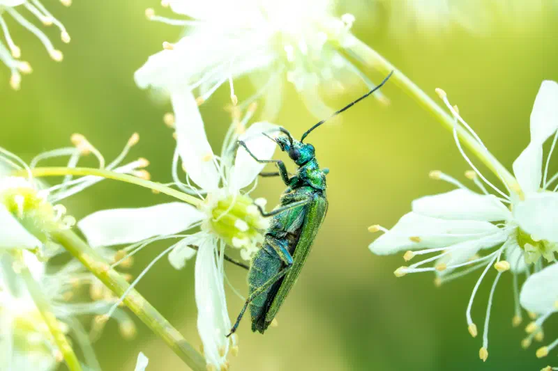 Grüner Scheinbockkäfer (Oedemera nobilis)