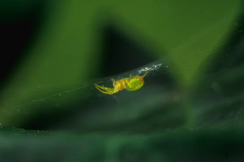 Kürbisspinne unestimmt (Araniella spec.)