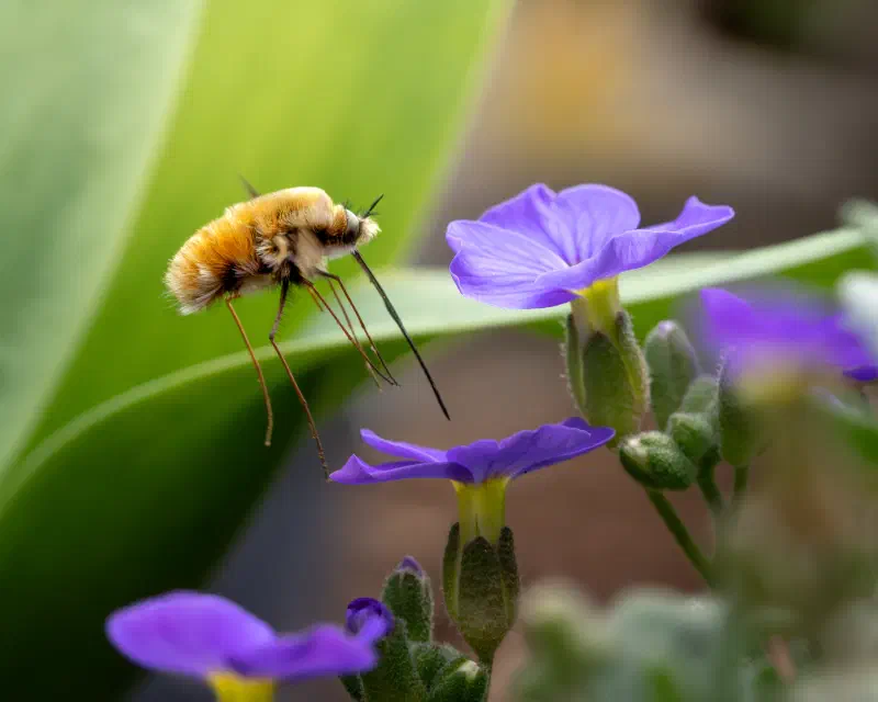 Großer Wollschweber (Bombylius major)