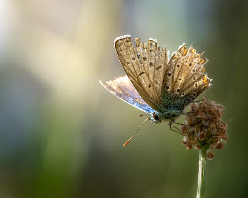 Hauhechel-bläuling (Polyommatus icarus)