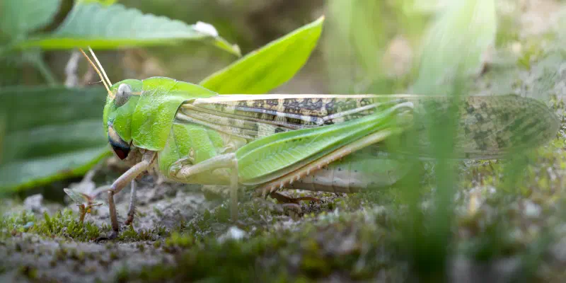 Vermutlich Warzenbeißer (Decticus verrucivorus)