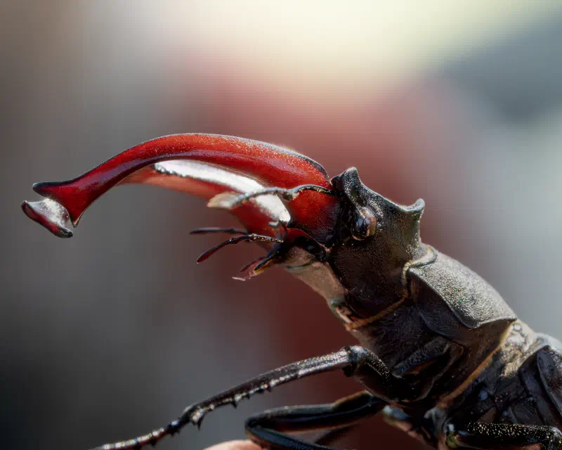 Hirschkäfer (Lucanus cervus)