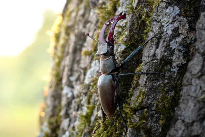 Hirschkäfer (Lucanus cervus)