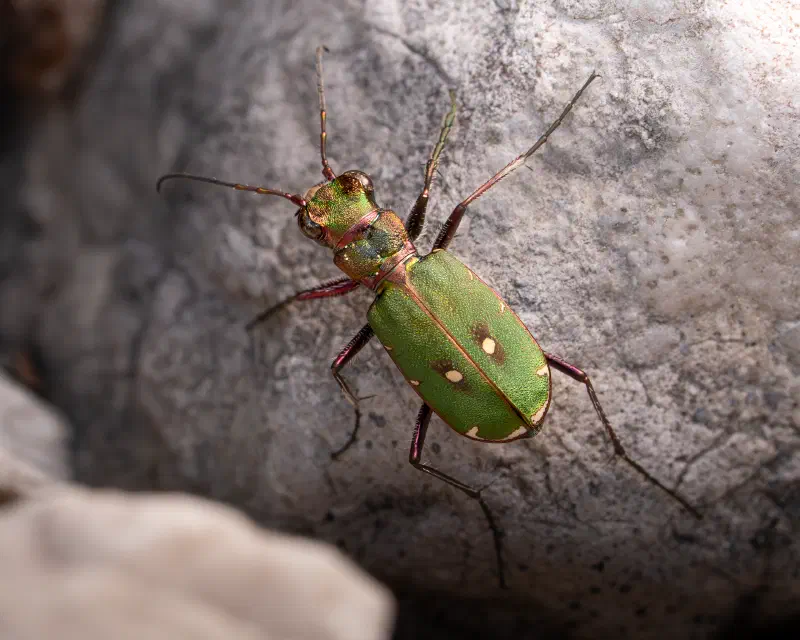 Feld-Sandlaufkäfer (Cicindela campestris)