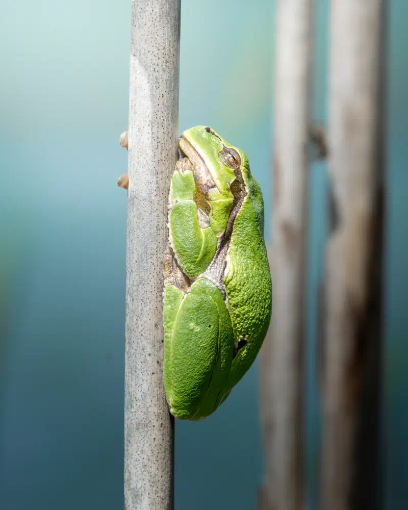 Laubfrosch (Hyla arborea)
