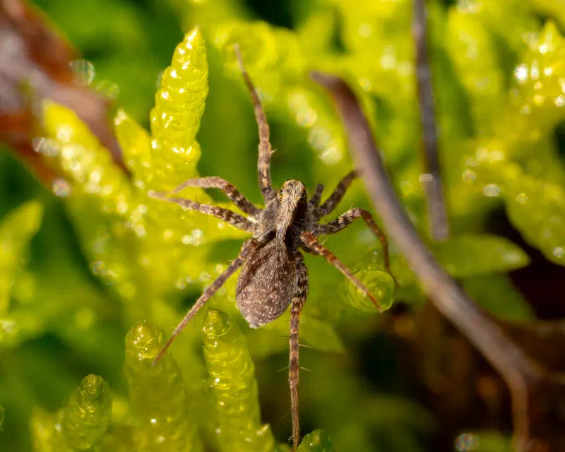 Laufwölfe unbestimmt (Pardosa spec.)