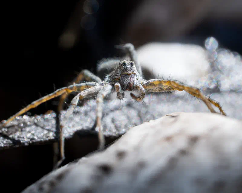 Laufölfe ubestimmt (Pardosa spec.)