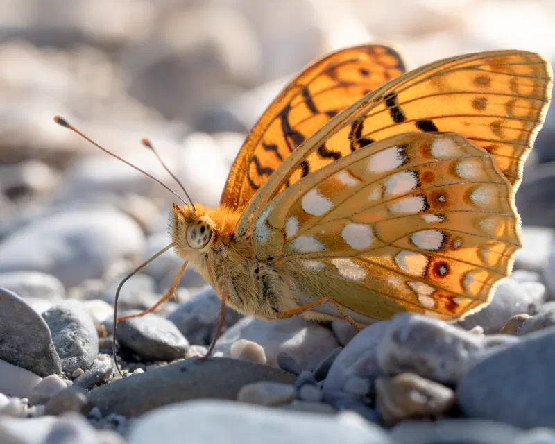 Feuriger Perlmuttfalter (Fabriciana adippe)