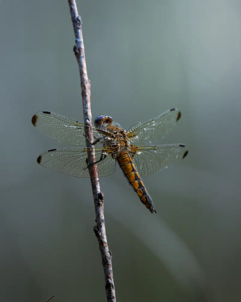 Spitzenfleck (Libellula fulva)