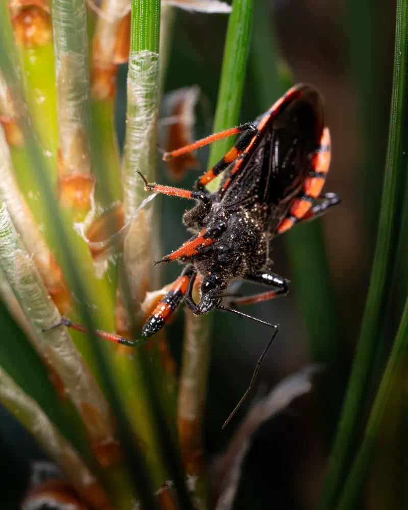 Geringelte Mordwanze (Rhynocoris annulatus)