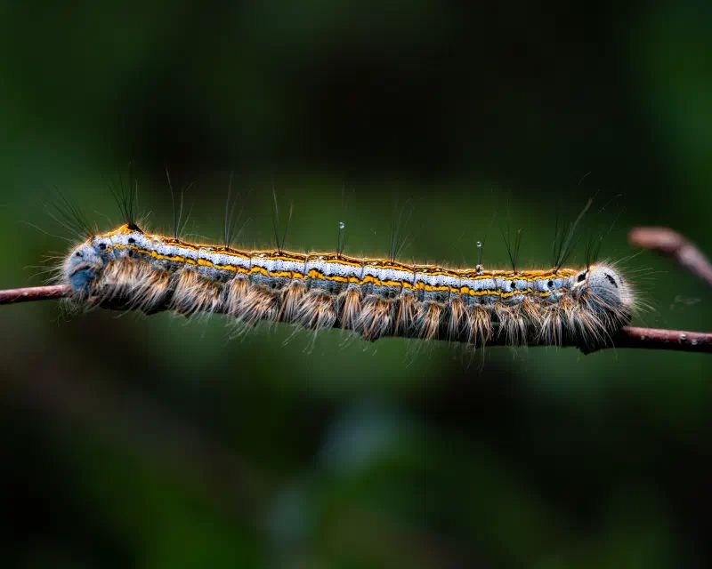 Ringelspinner (Malacosoma neustria)
