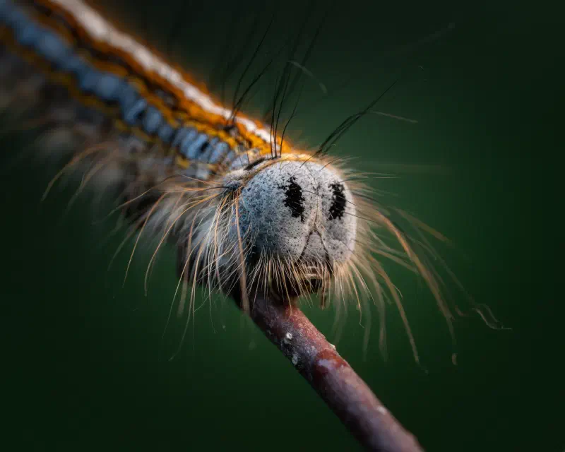Ringelspinner (Malacosoma neustria)