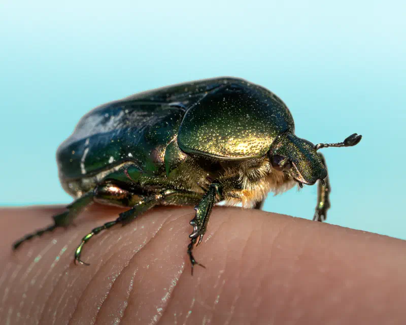 GoldglänzenderRosenkäfer (Cetonia aurata)