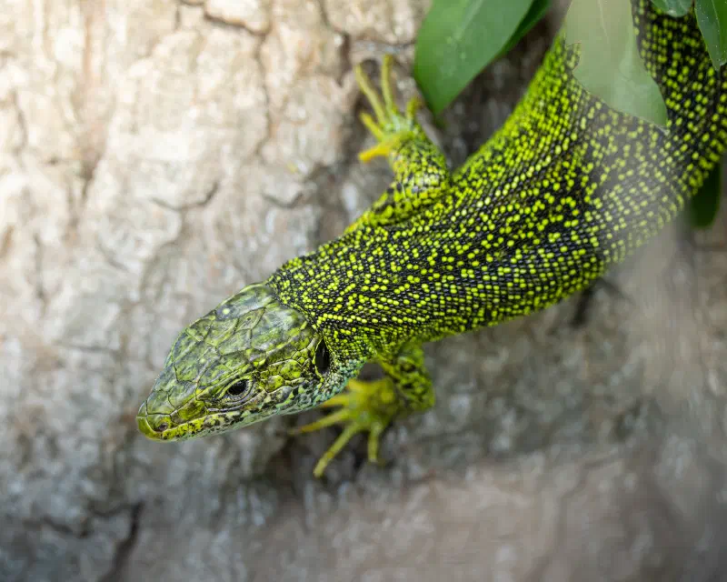 Smaragdeidechse (Lacerta bilineata)