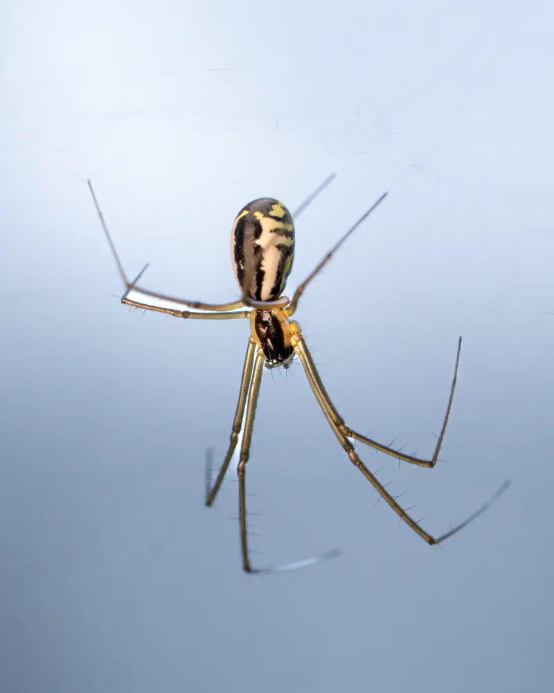 Spinne (unbestimmt)