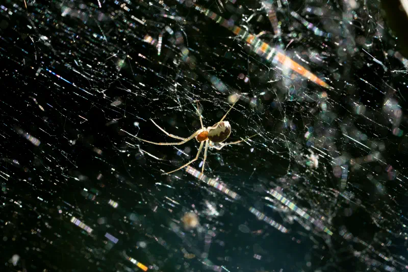 Spinne (unbestimmt)