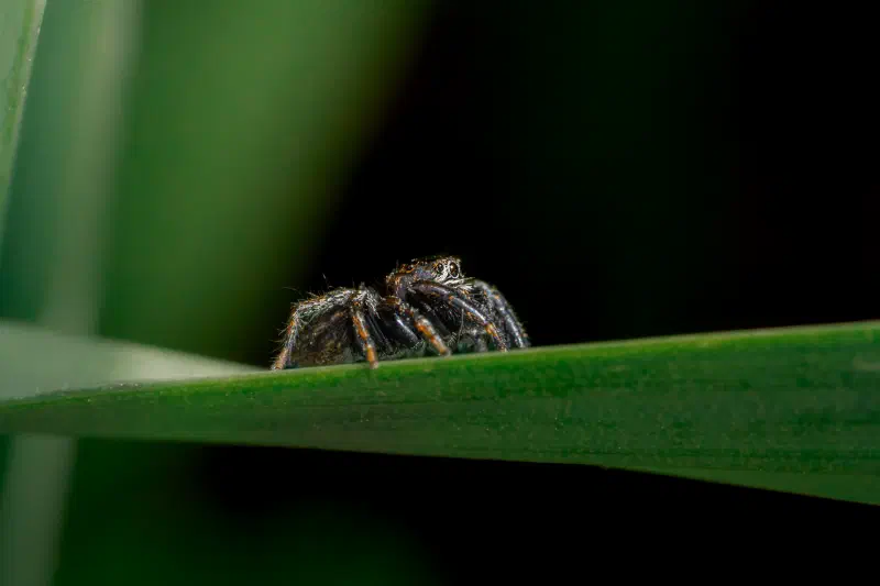 Springspinne (Salticidae spec.)