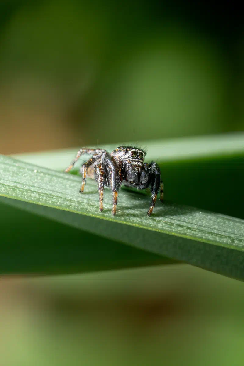 Springspinne (Salticidae spec.)