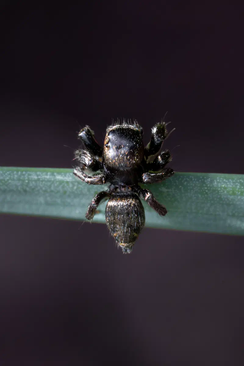 Springspinne (Salticidae spec.)