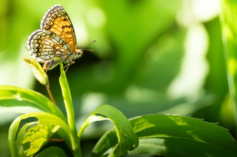 Wachtelweizen-Scheckenfalter (Melitaea athalia)