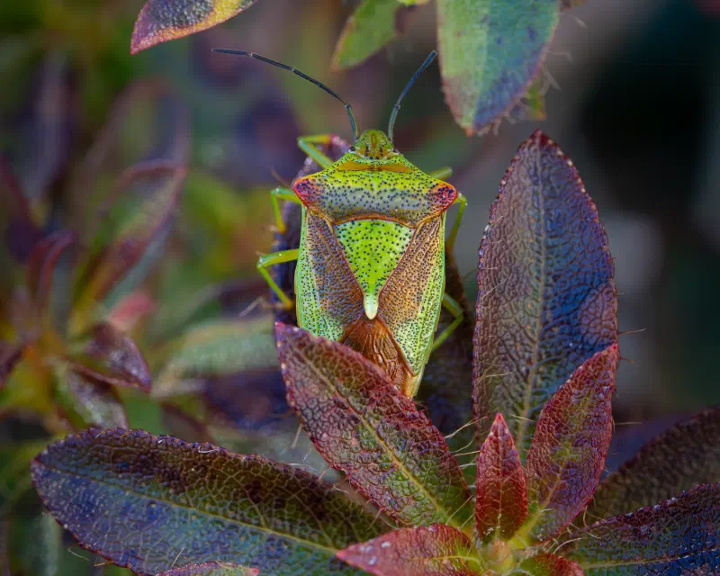 Wipfel-Stachelwanze (Acanthosoma haemorrhoidale)